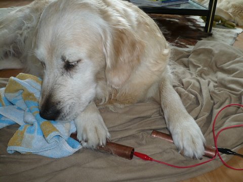 Hond aan het Zappen